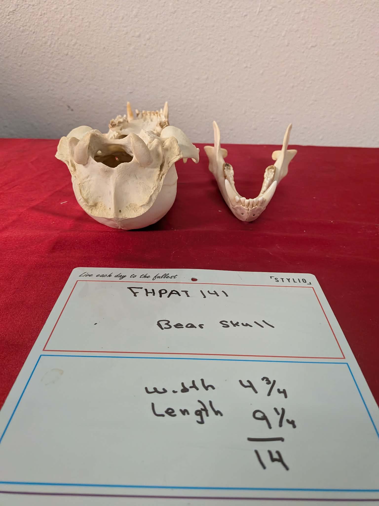 FHPAT141 -professionally cleaned black bear skull