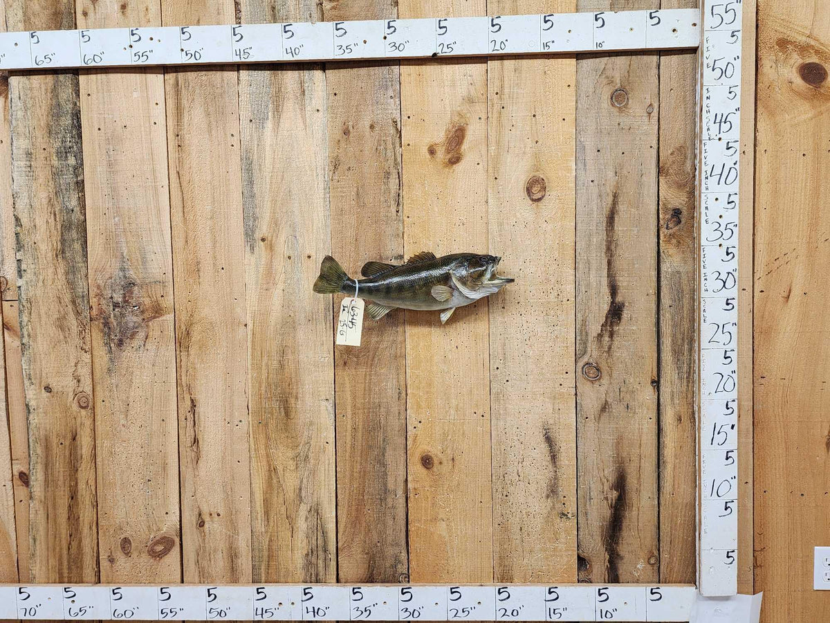 FH25G - 20" Bass Real Skin Fish Taxidermy