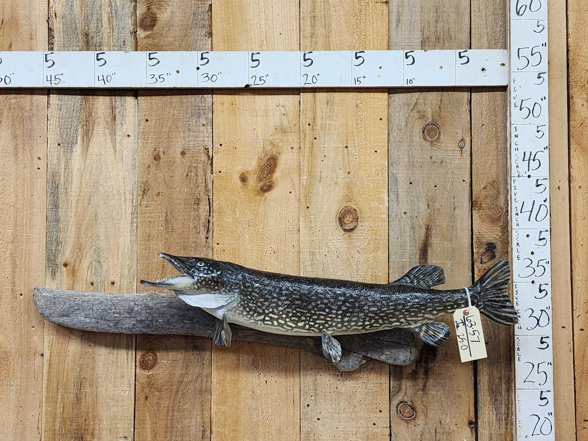 FH25O - 34" Northern Pike Real Skin Fish Taxidermy