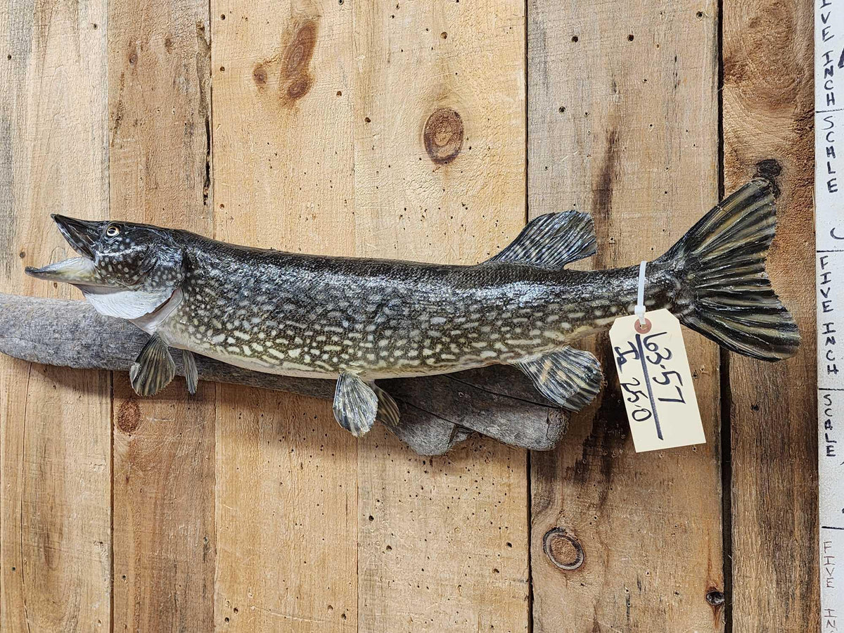FH25O - 34" Northern Pike Real Skin Fish Taxidermy