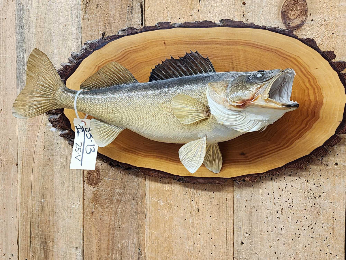 FH25V - 25" Walleye Real Skin Fish Taxidermy