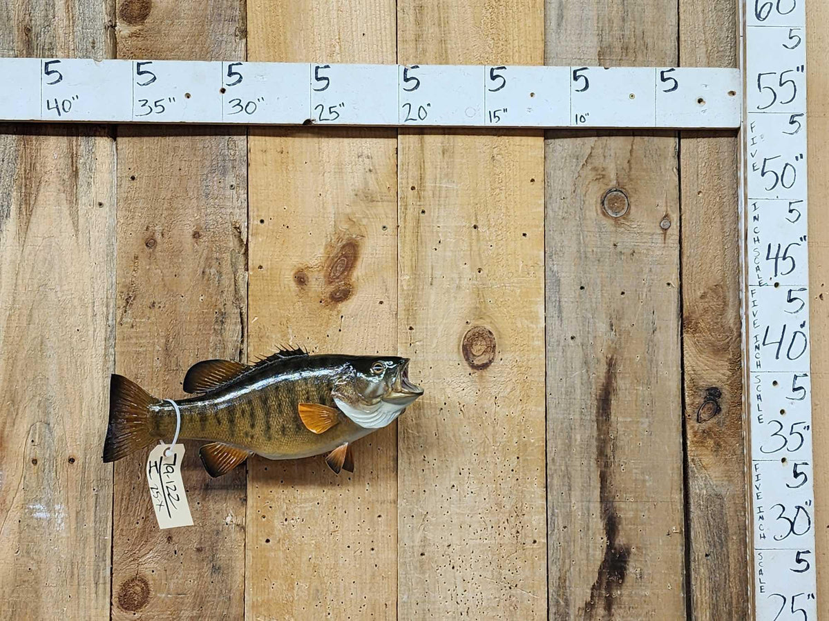 FH25X - 18" Smallmouth Bass Real Skin Fish Taxidermy