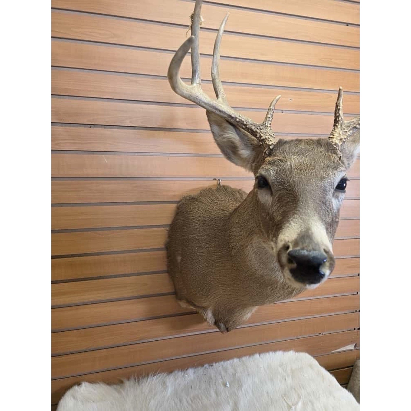 FHMN10 - Whitetail Deer Real Antler Deer Taxidermy Mount