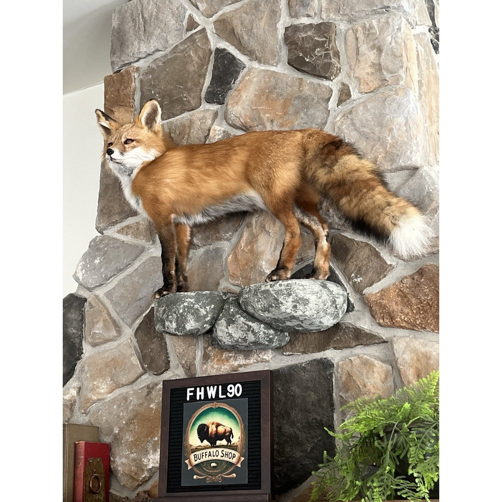 FHWL90 - Museum Quality Red Fox Taxidermy mount
