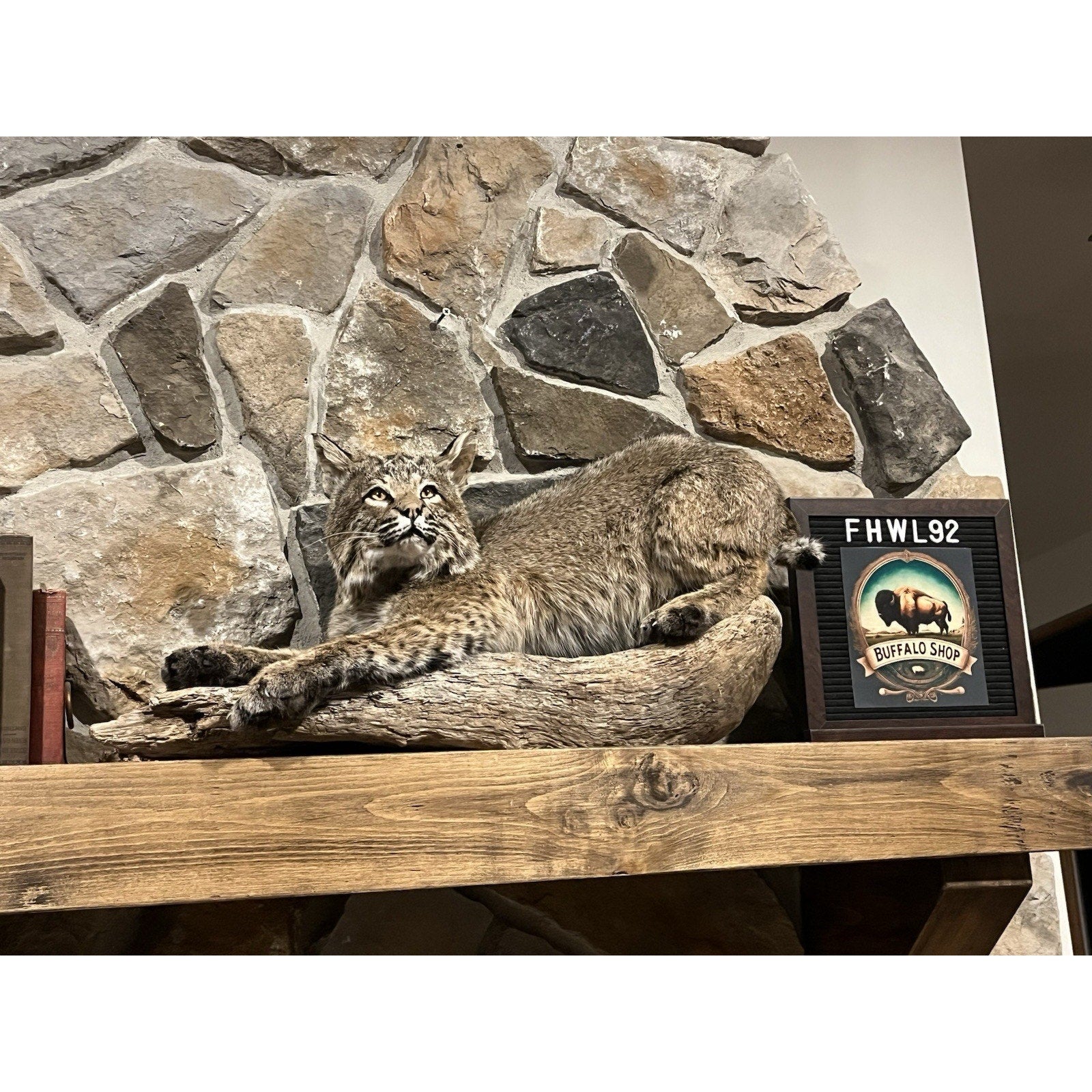 FHWL92 - Bobcat Taxidermy Full Body Mount