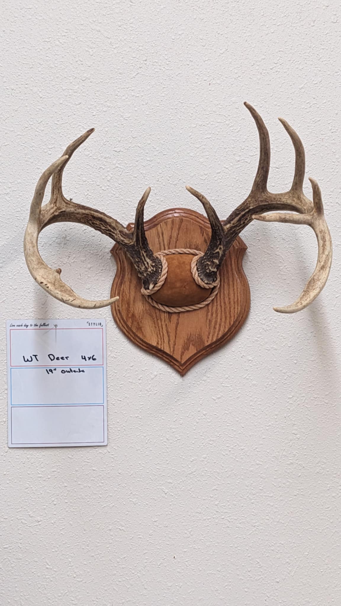 FHPAT3-White tail deer 4x6 19” plaque