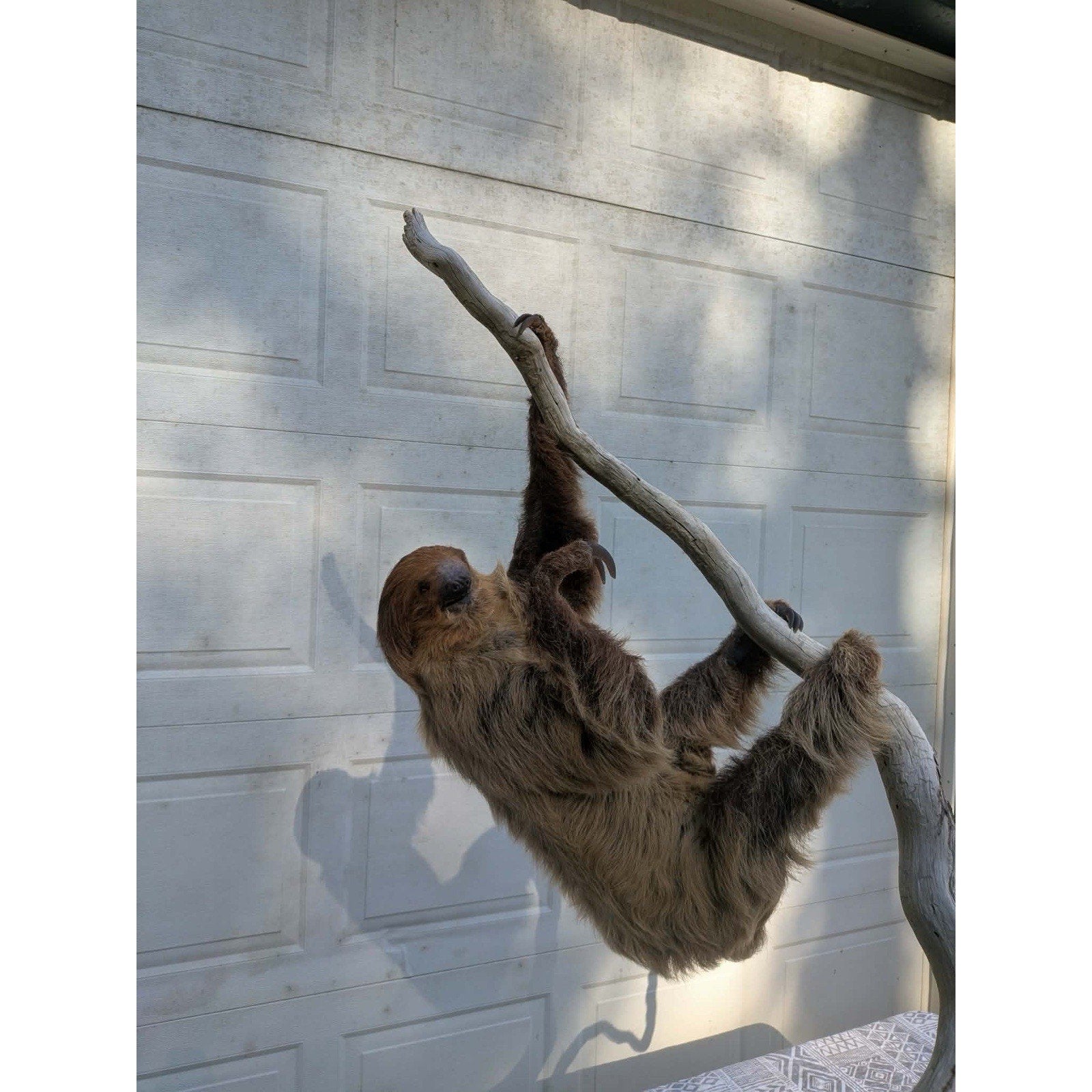 FHPAT160 - New Adult Sloth Taxidermy Mount Full Body