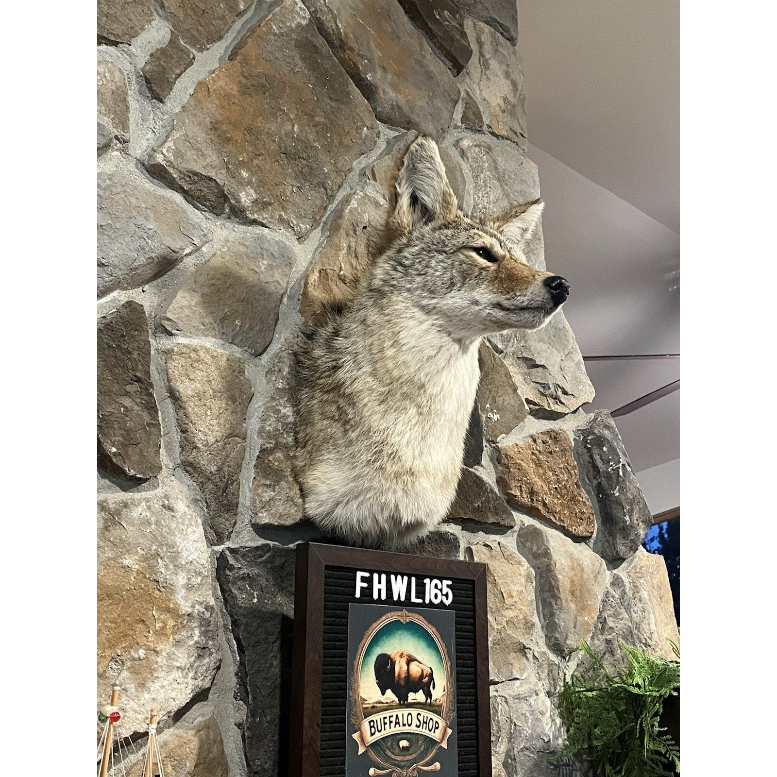 FHWL165 - Coyote Shoulder Museum Quality mount Taxidermy