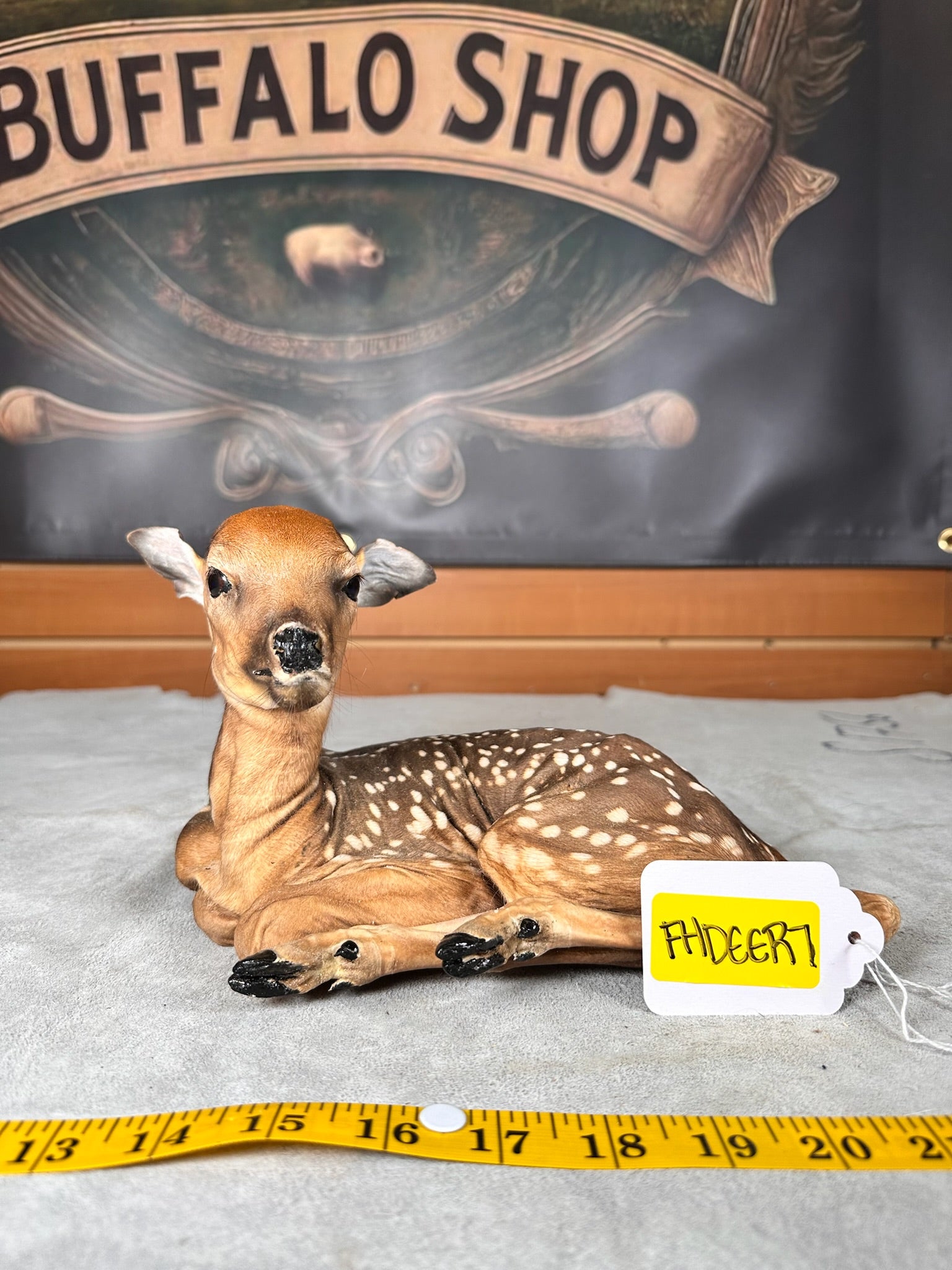 FHDEER7- Baby Deer Fawn tiny taxidermy mount