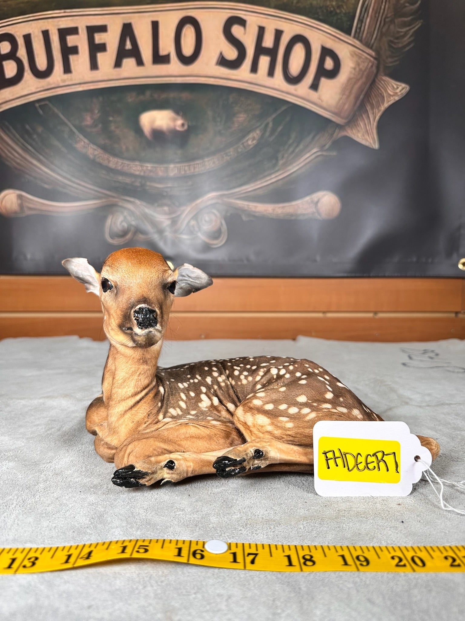 FHDEER7- Baby Deer Fawn tiny taxidermy mount