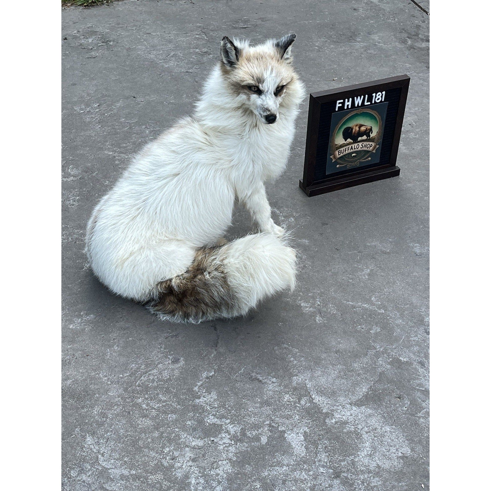 FHWL181- Museum Quality White Fox Taxidermy mount