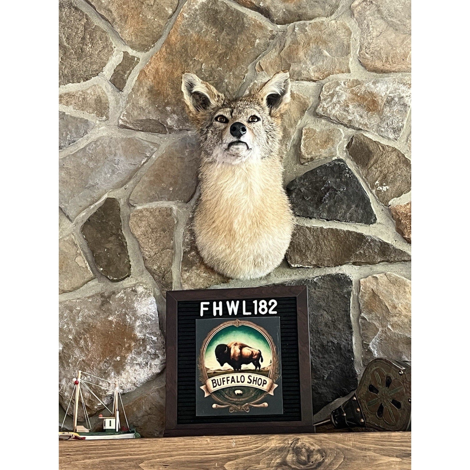 FHWL182 - Coyote Shoulder Museum Quality mount Taxidermy
