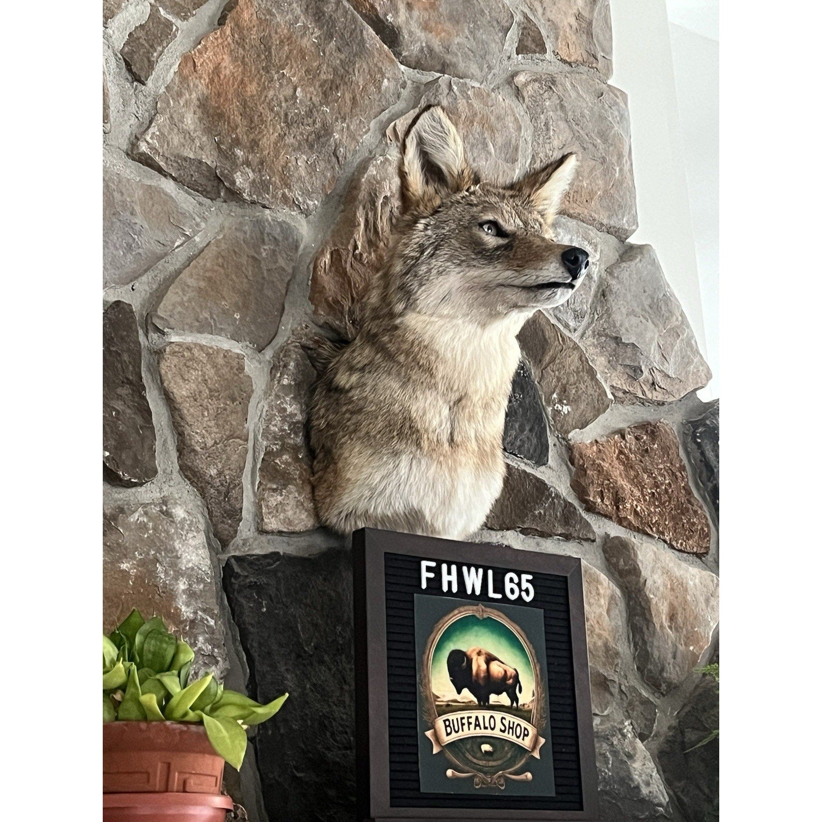 FHWL65 - Coyote Shoulder Museum Quality mount Taxidermy