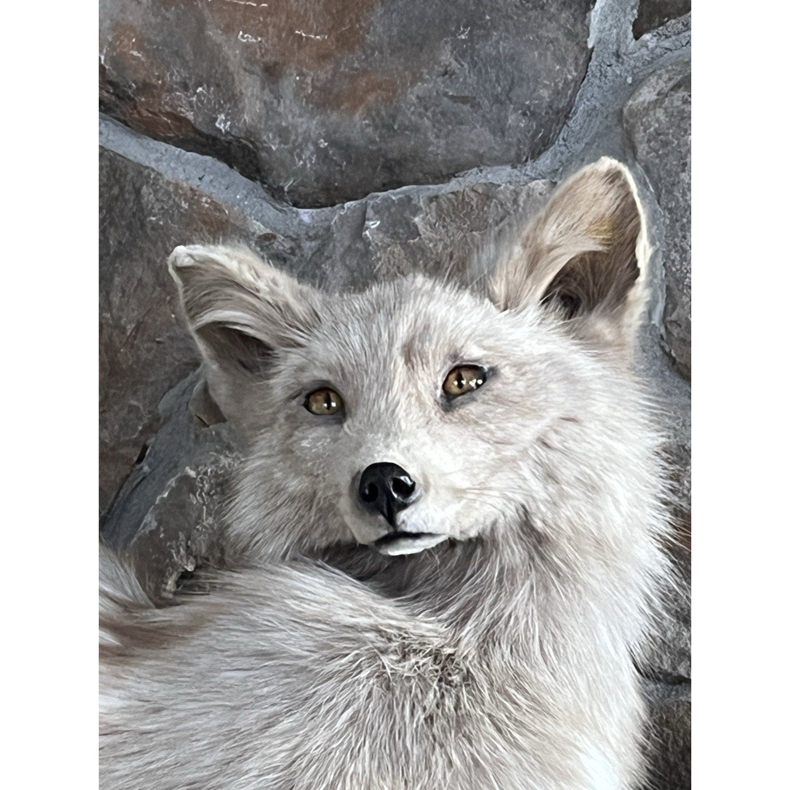 FHWL57 - Beautiful Cream Fox Taxidermy Full Body Mount
