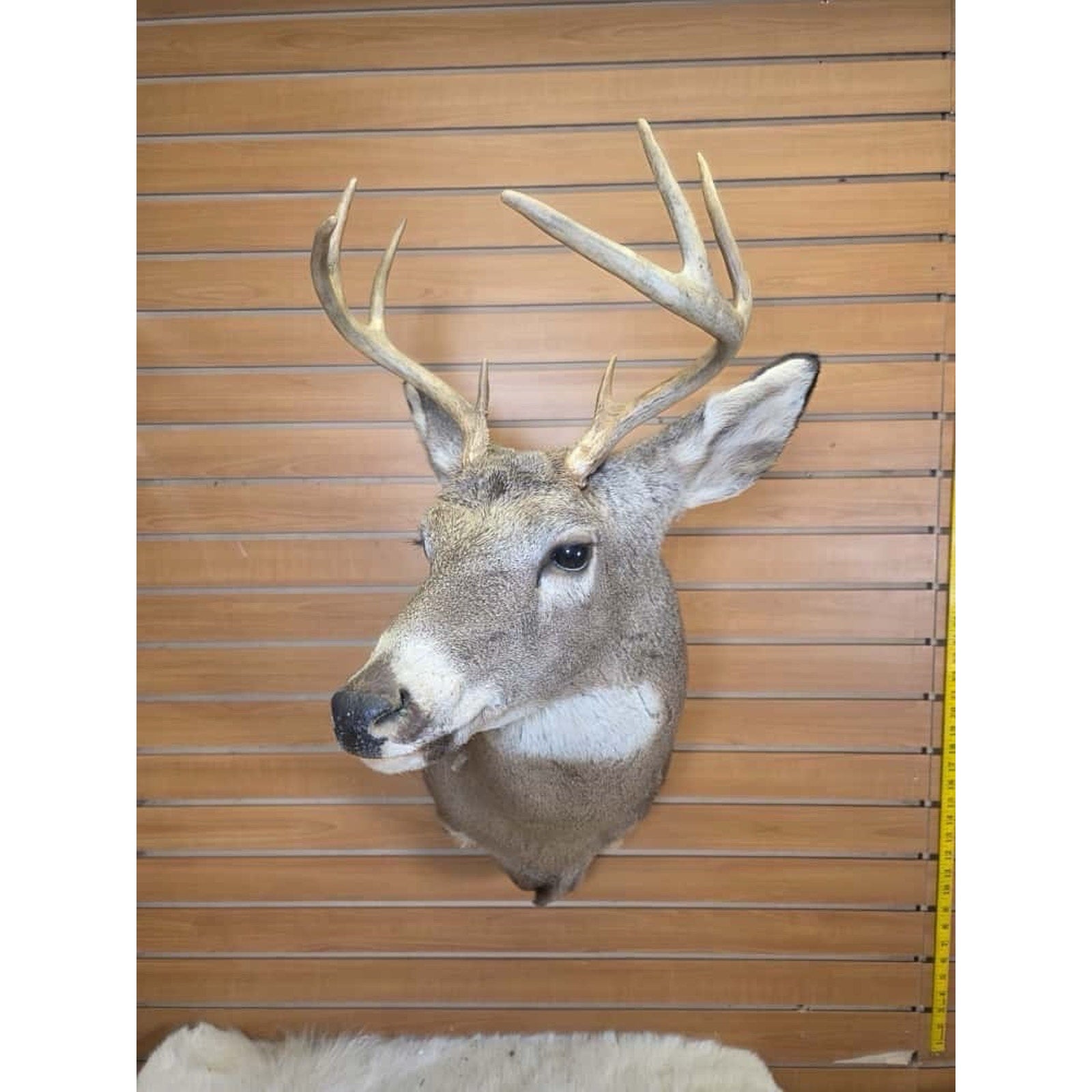 FHMN6 - Whitetail Deer Real Antler Deer Taxidermy Mount