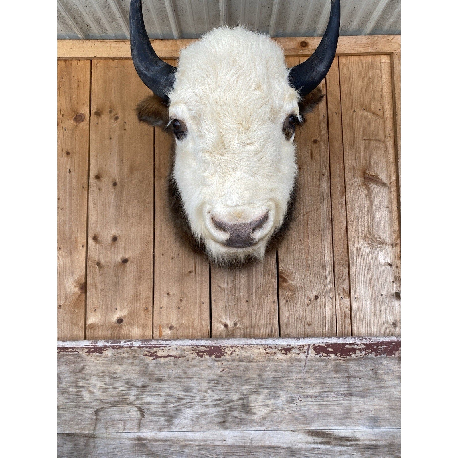 FHDAR43- Rare Sacred White-faced Buffalo Bison Taxidermy Shoulder mount