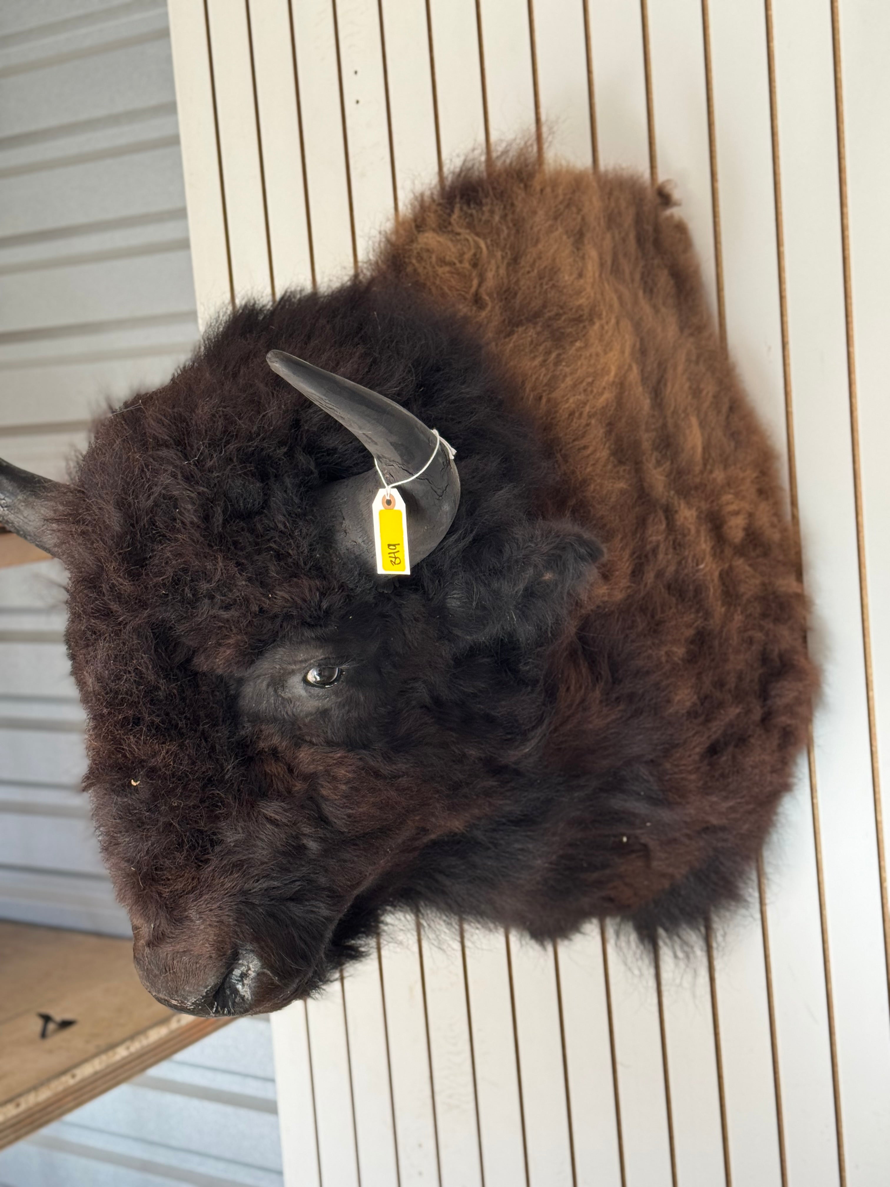 FHDAR349- XL Buffalo Taxidermy Shoulder mount Bull