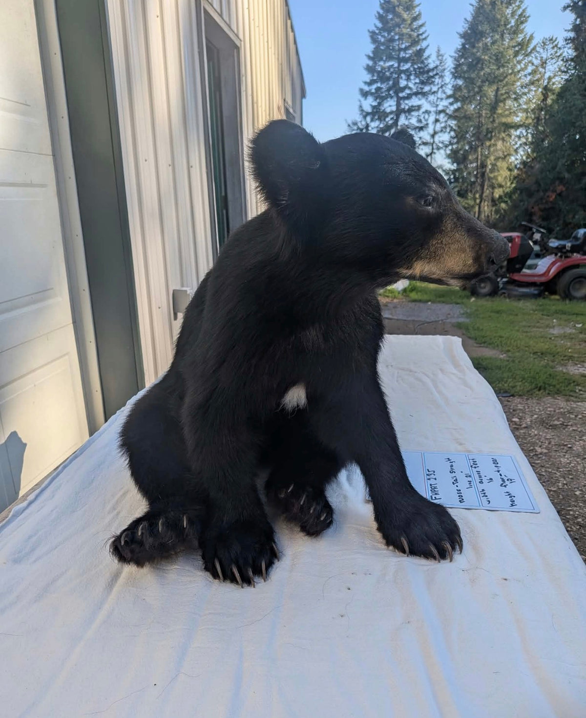 FHPAT235M - Extremely cute baby bear taxidermy tiny imount