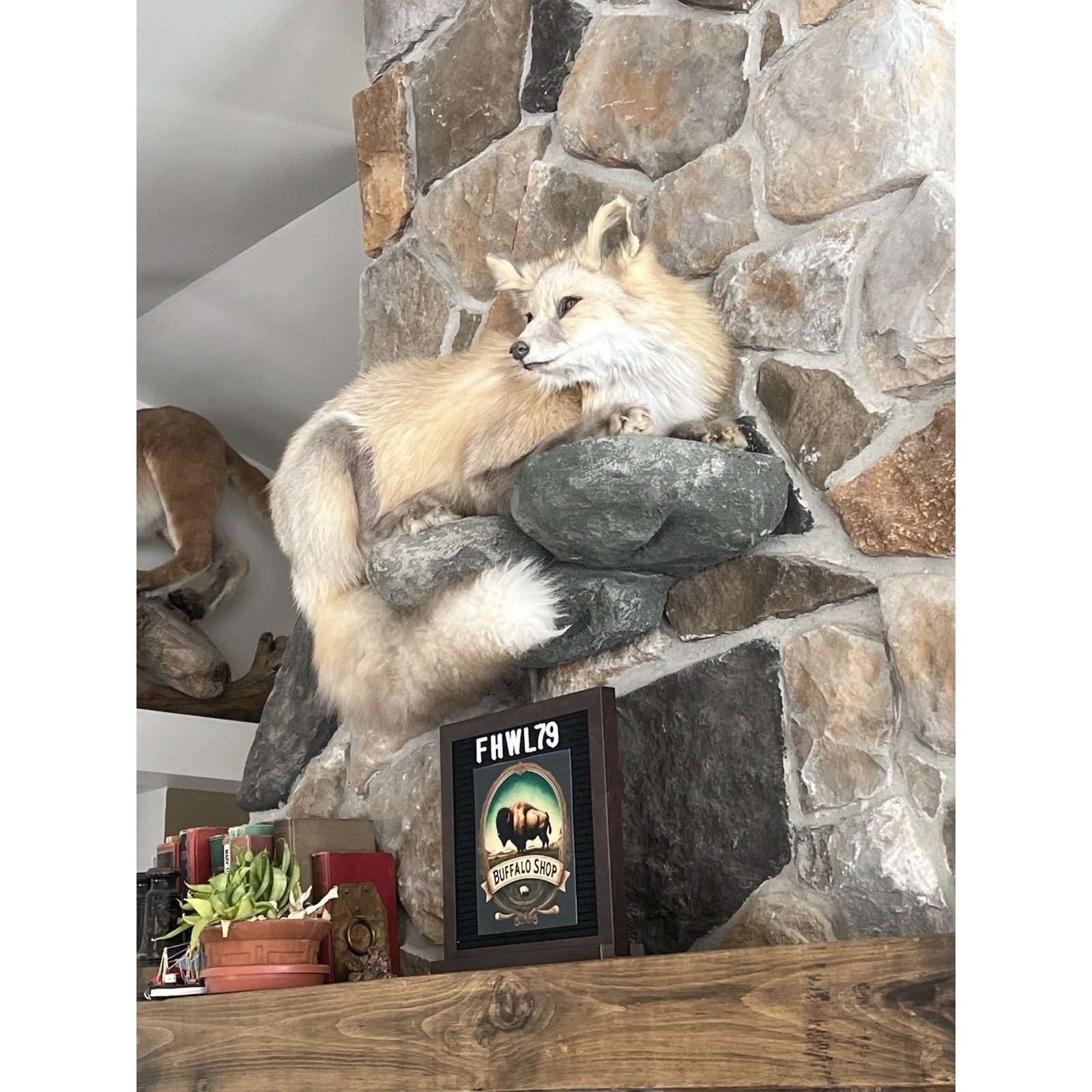 FHWL79 - Museum Quality Red Fox Taxidermy mount