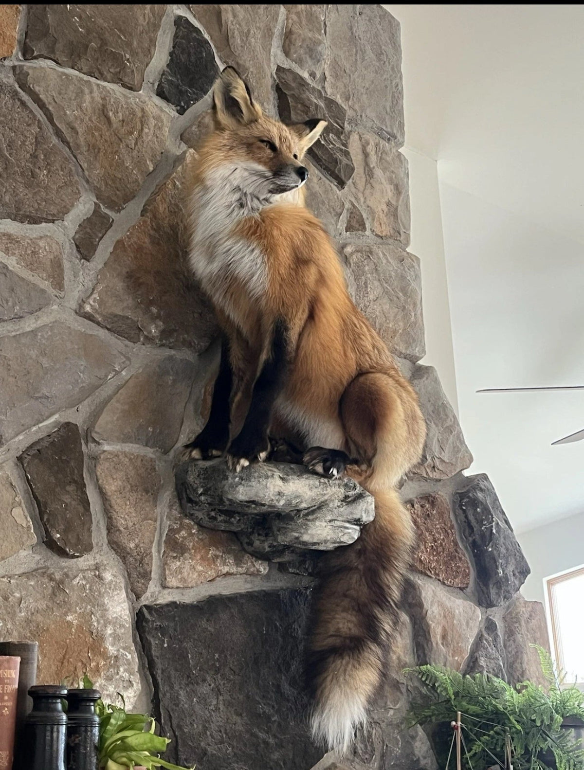 FHWASH1-Red Fox Taxidermy Full Body Mount Cabin Camp Man Cave Home Office Den Decor NEW!