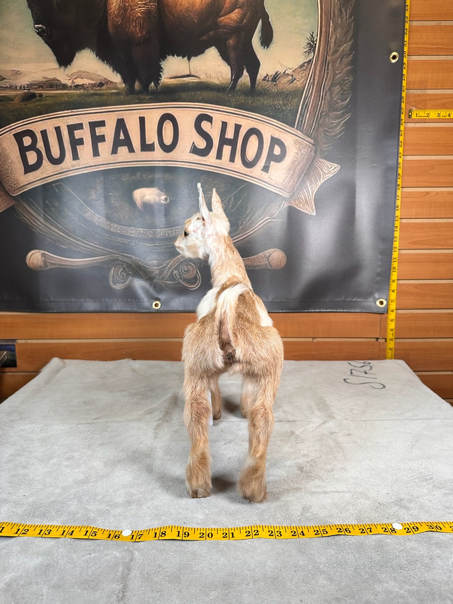 FHGOAT5- Baby goat tiny taxidermy mount free standing