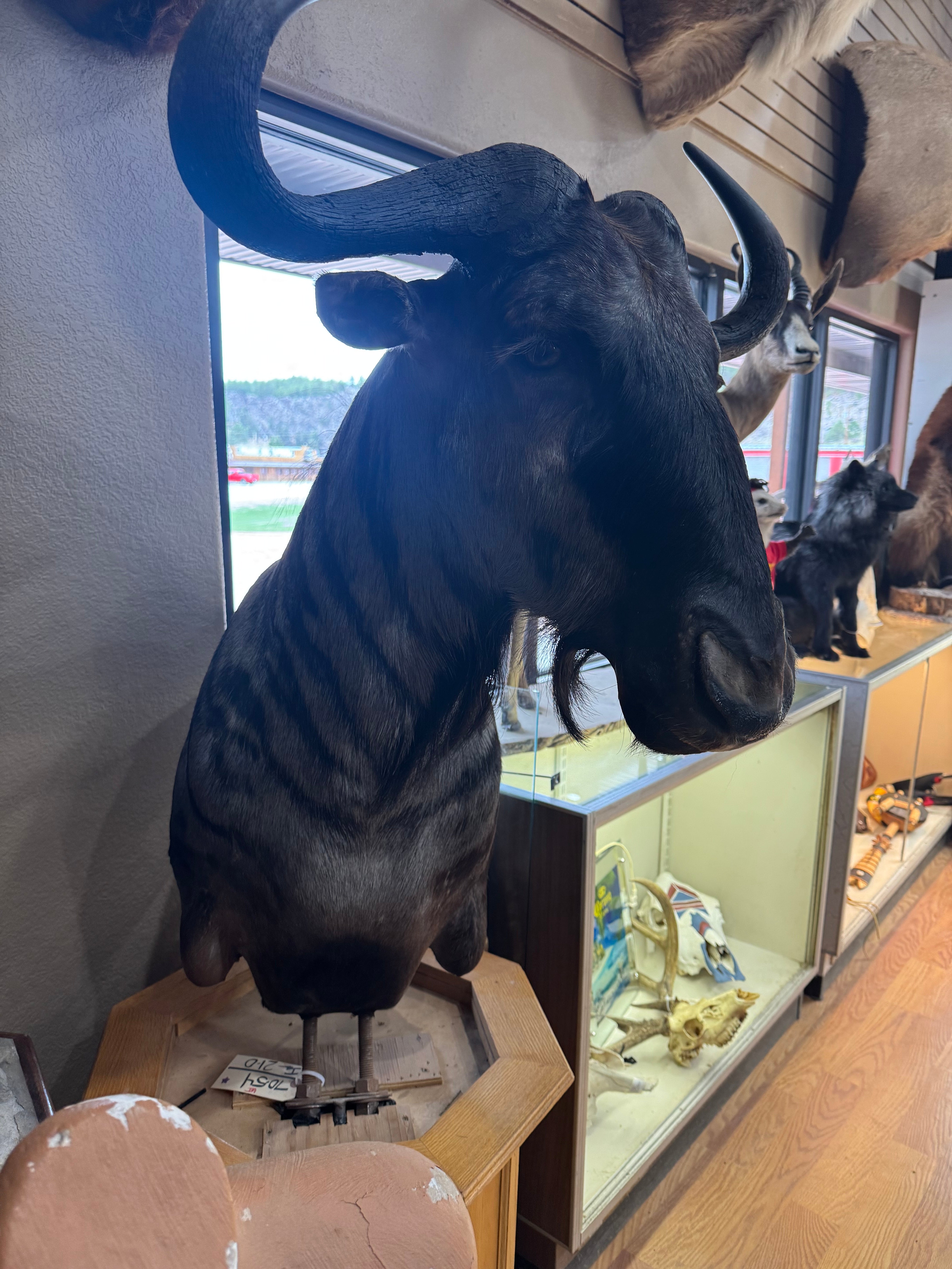 FH185-African Blue Wildebeest Pedestal Taxidermy Mount