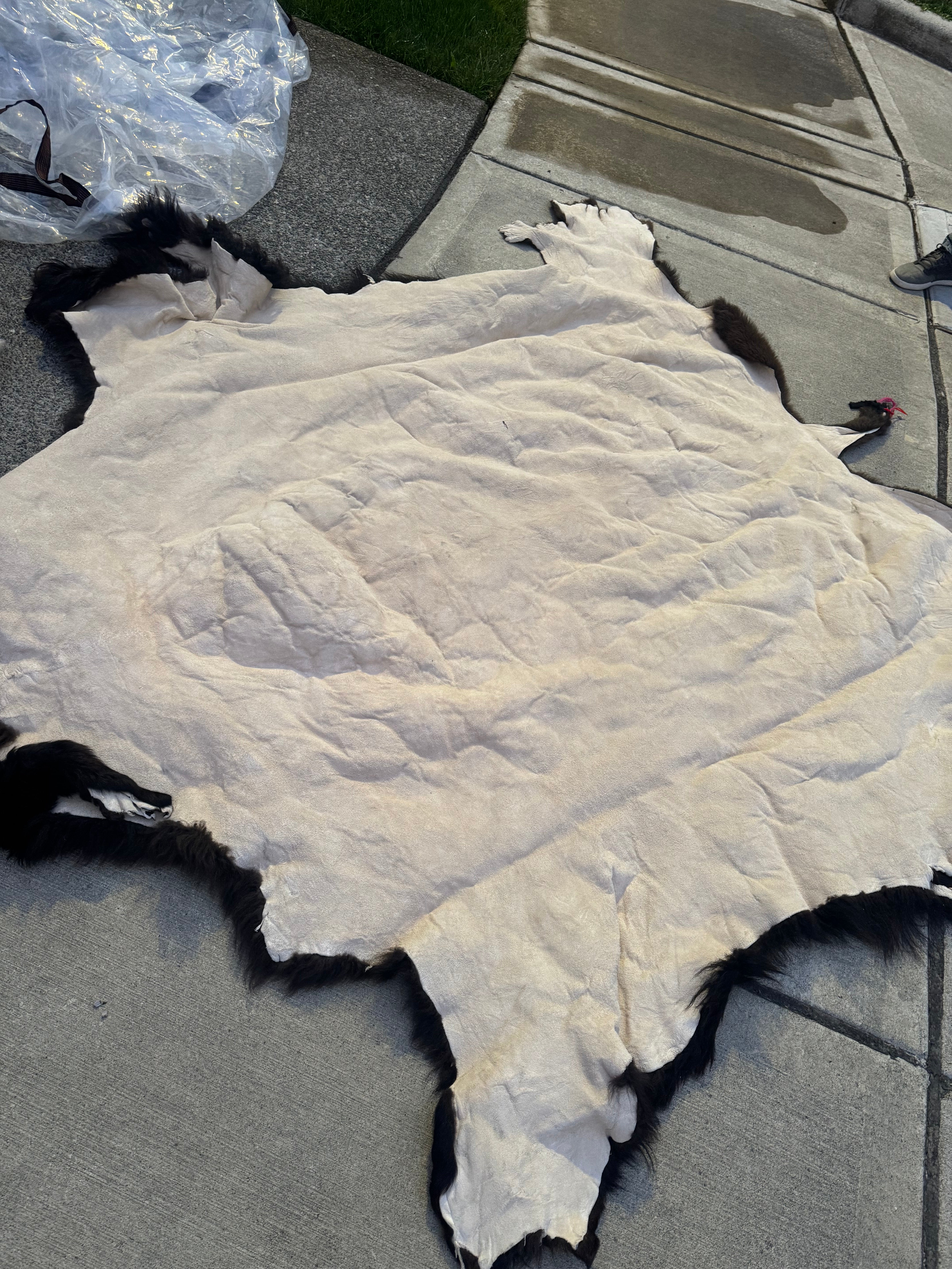 FHWA556 - XXL premium Prime Real Buffalo / Bison Fresh Taxidermy Rug Hide