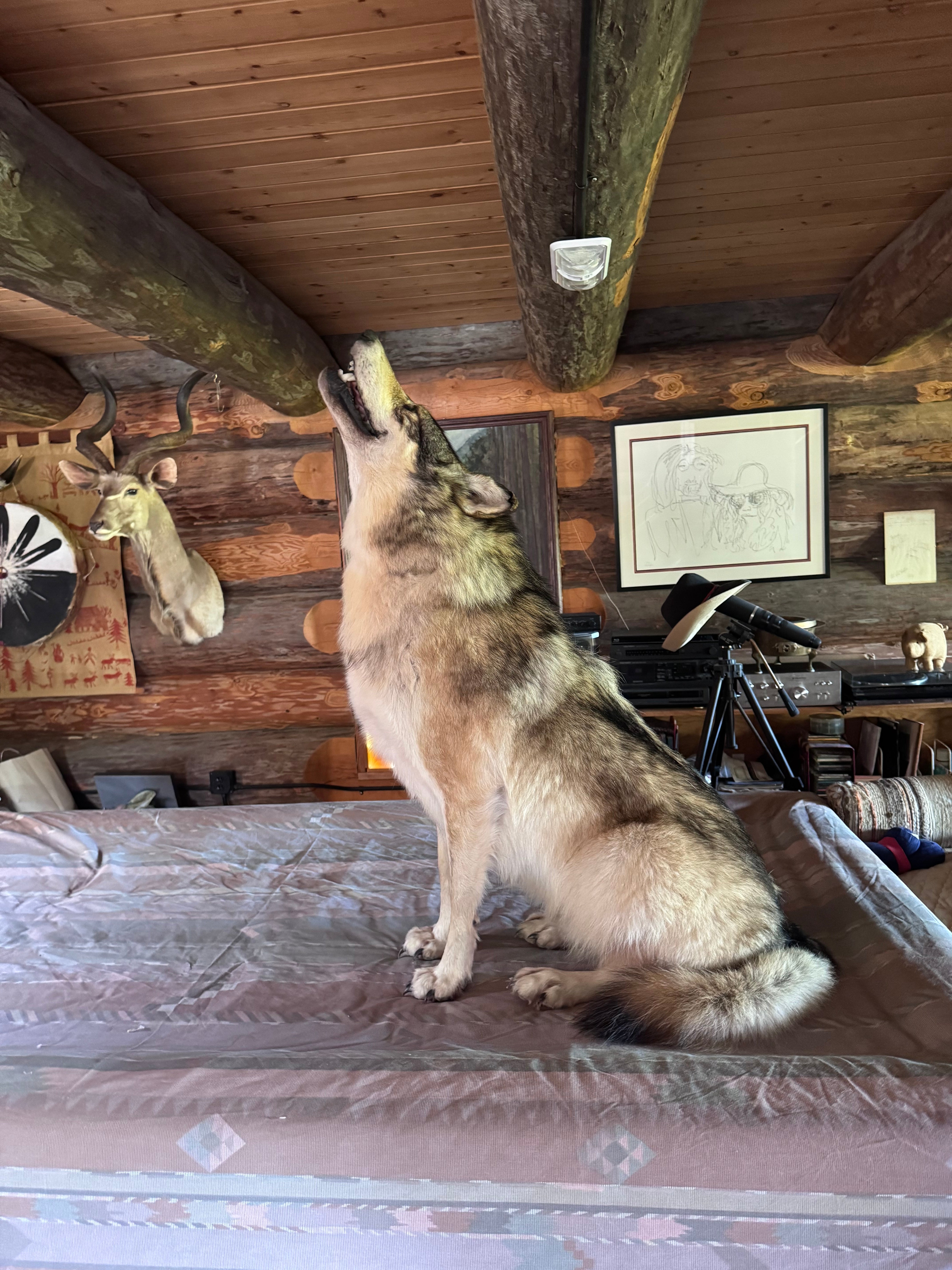 FHWA648 - premium Alaskan wolf howling full body Taxidermy mount