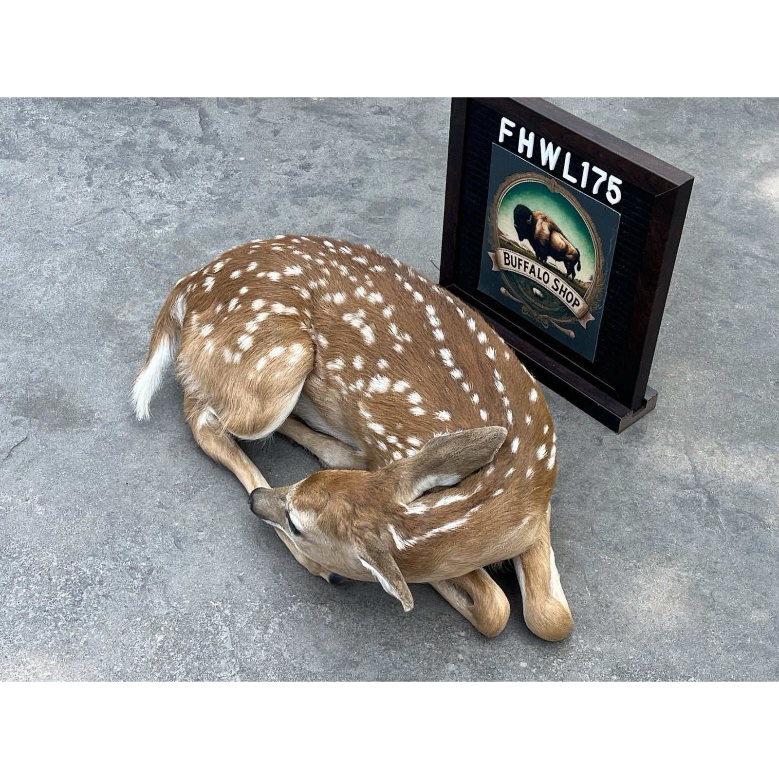 FHWL175 - Fawn Deer Taxidermy Mount