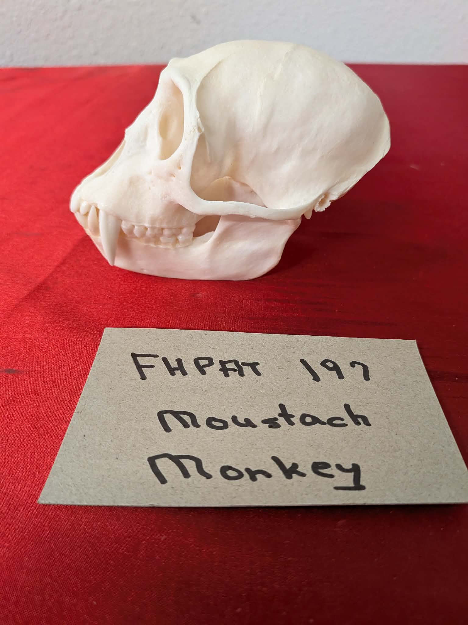 FHPAT197 - mustached real monkey skull