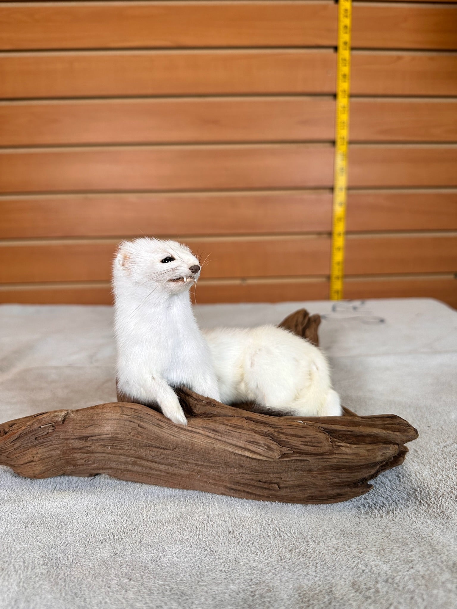 FHWEAS30 - Beautiful Adorable Weasel Ermine Small Animal Taxidermy