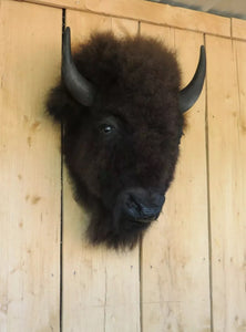 Real Buffalo / Bison neck Head Taxidermy Mount New