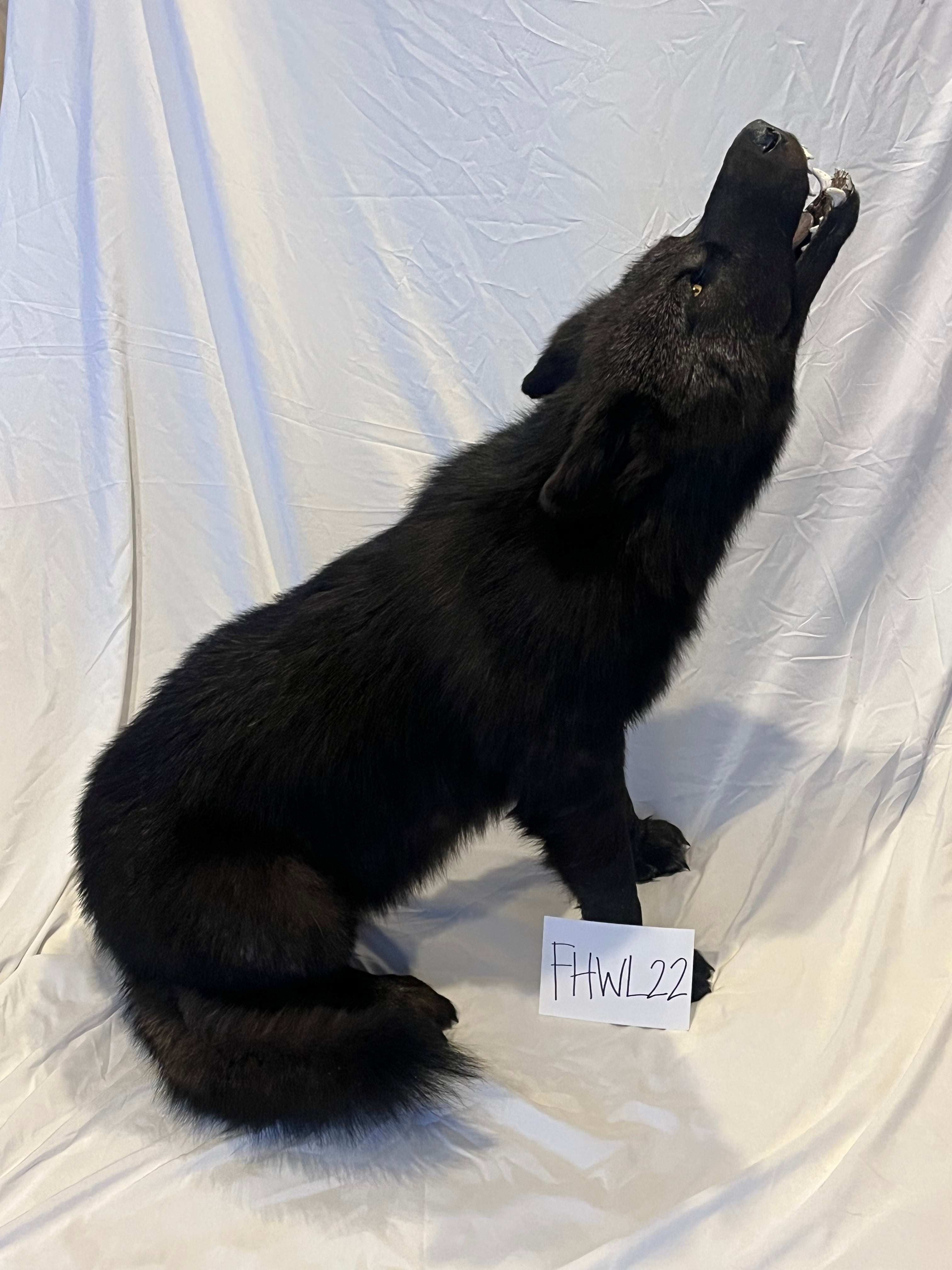 FHWL22- Rare Black Wolf Lifesize Taxidermy Mount