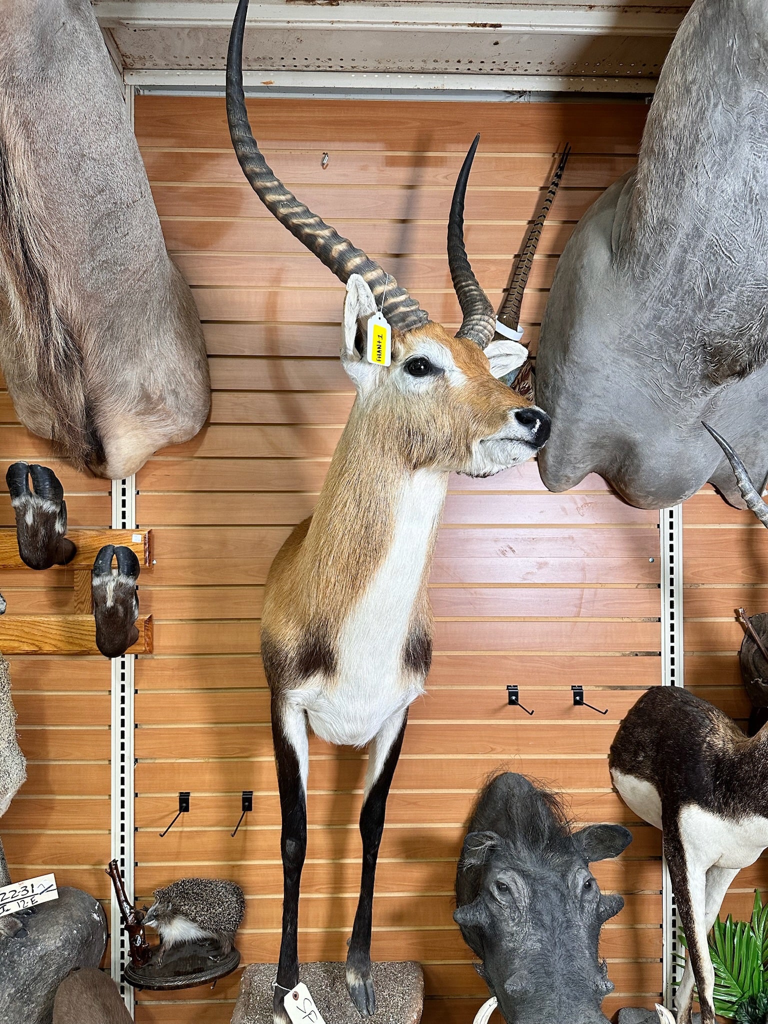 FHANT1 - Lichwe taxidermy wall mount.