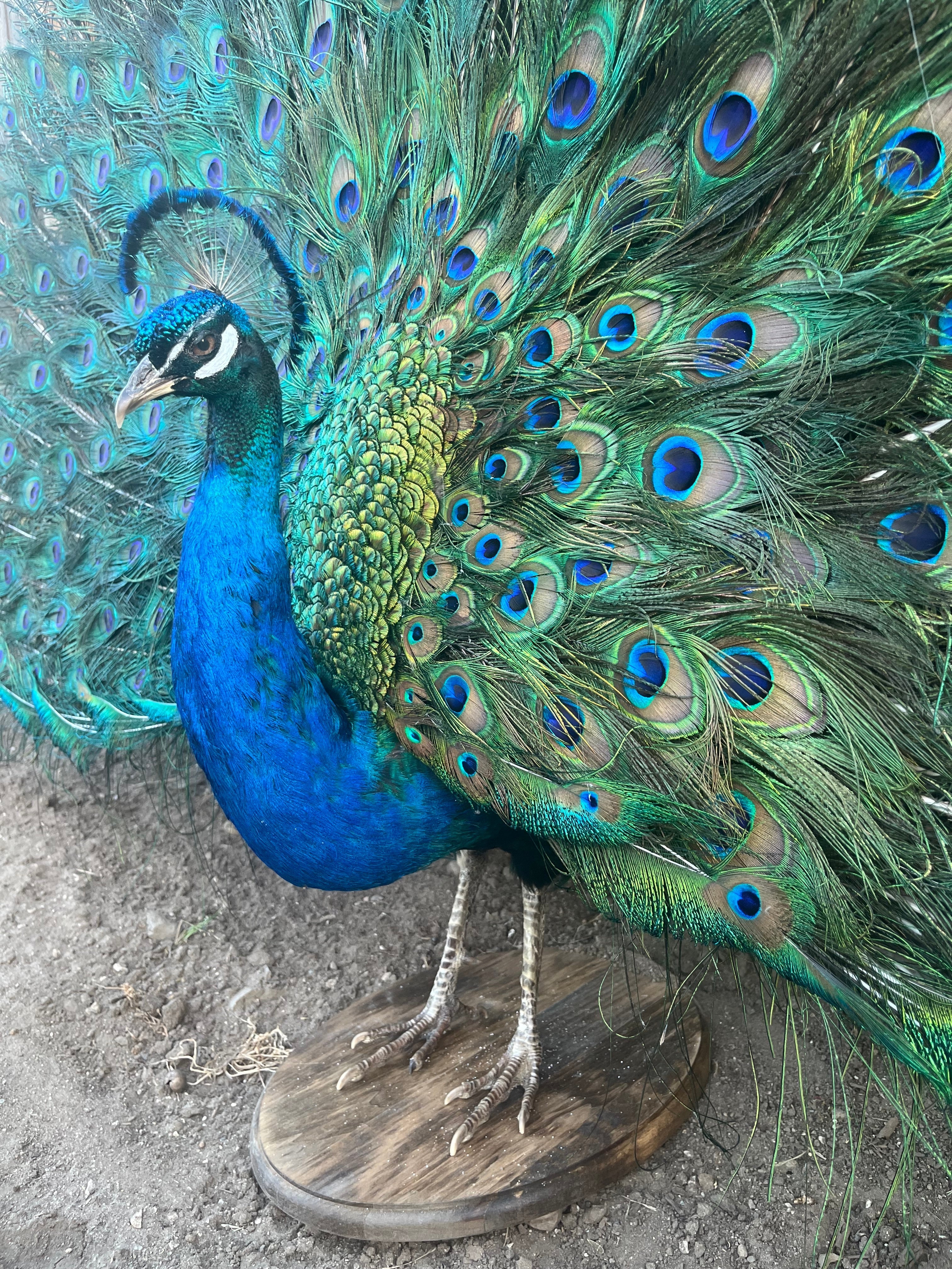 FH201- museum quality detachable tail peacock