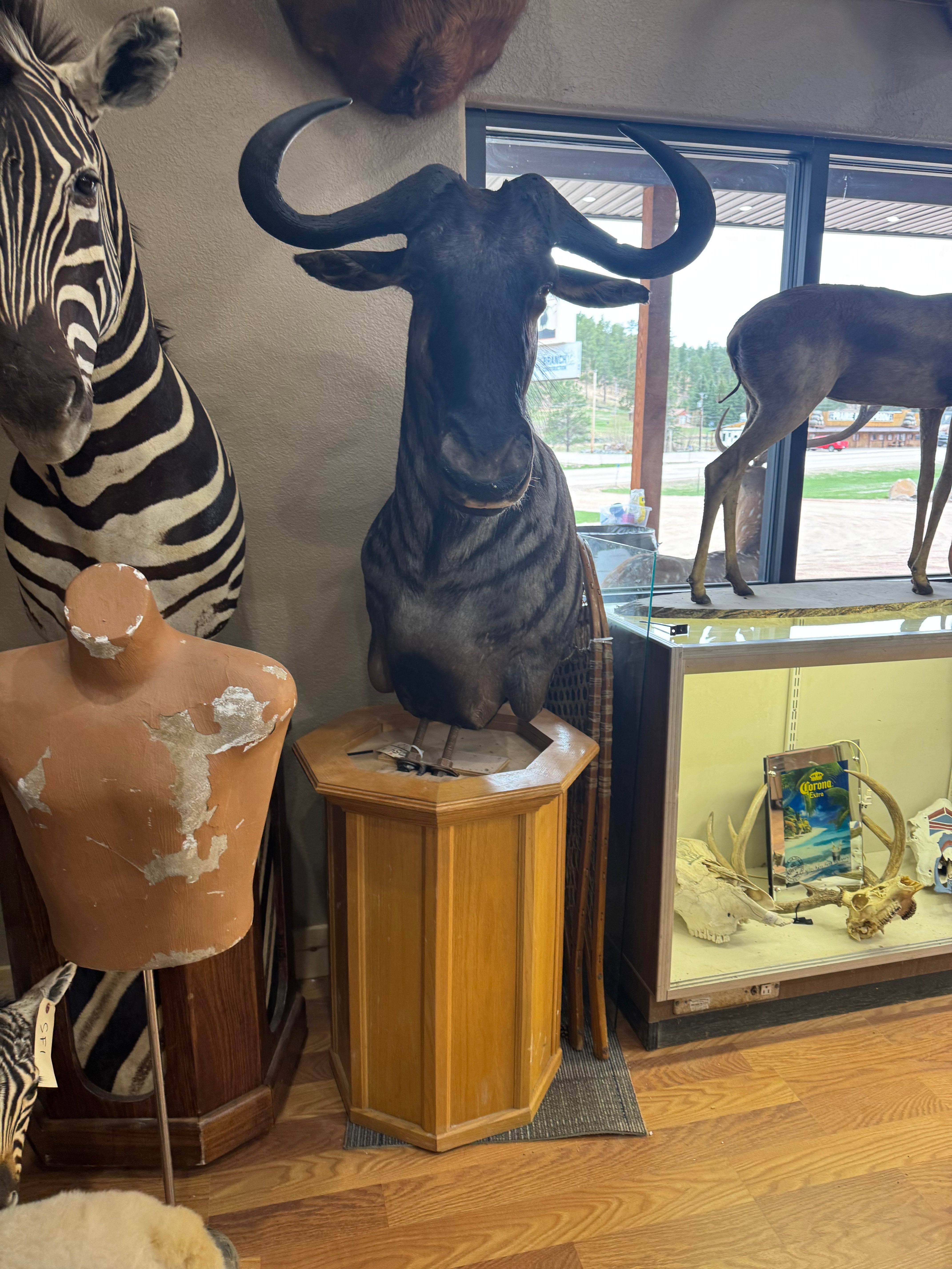 FH185-African Blue Wildebeest Pedestal Taxidermy Mount