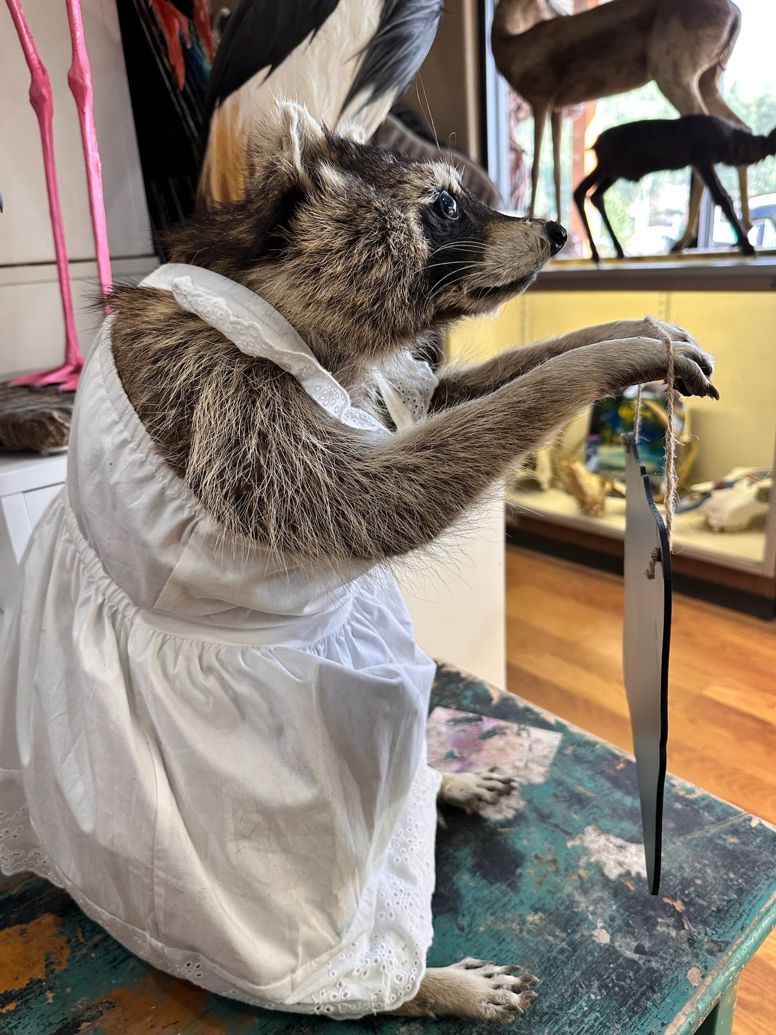 FH199-Raccoon full body mount