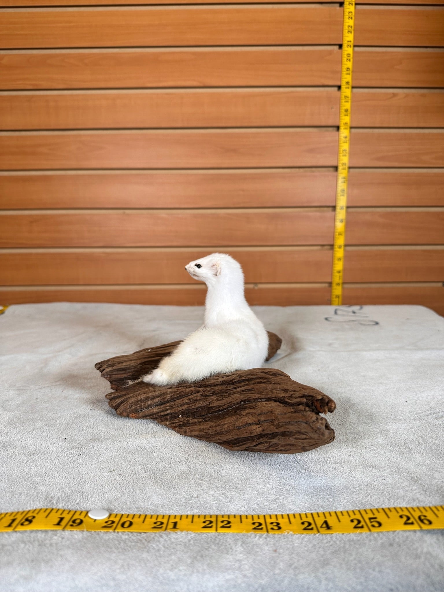FHWEAS30 - Beautiful Adorable Weasel Ermine Small Animal Taxidermy