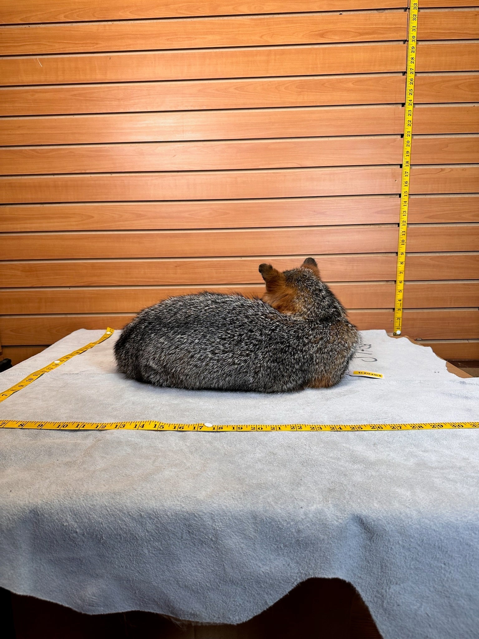 FH235-Grey Fox Taxidermy Full Body Mount Prime Fur