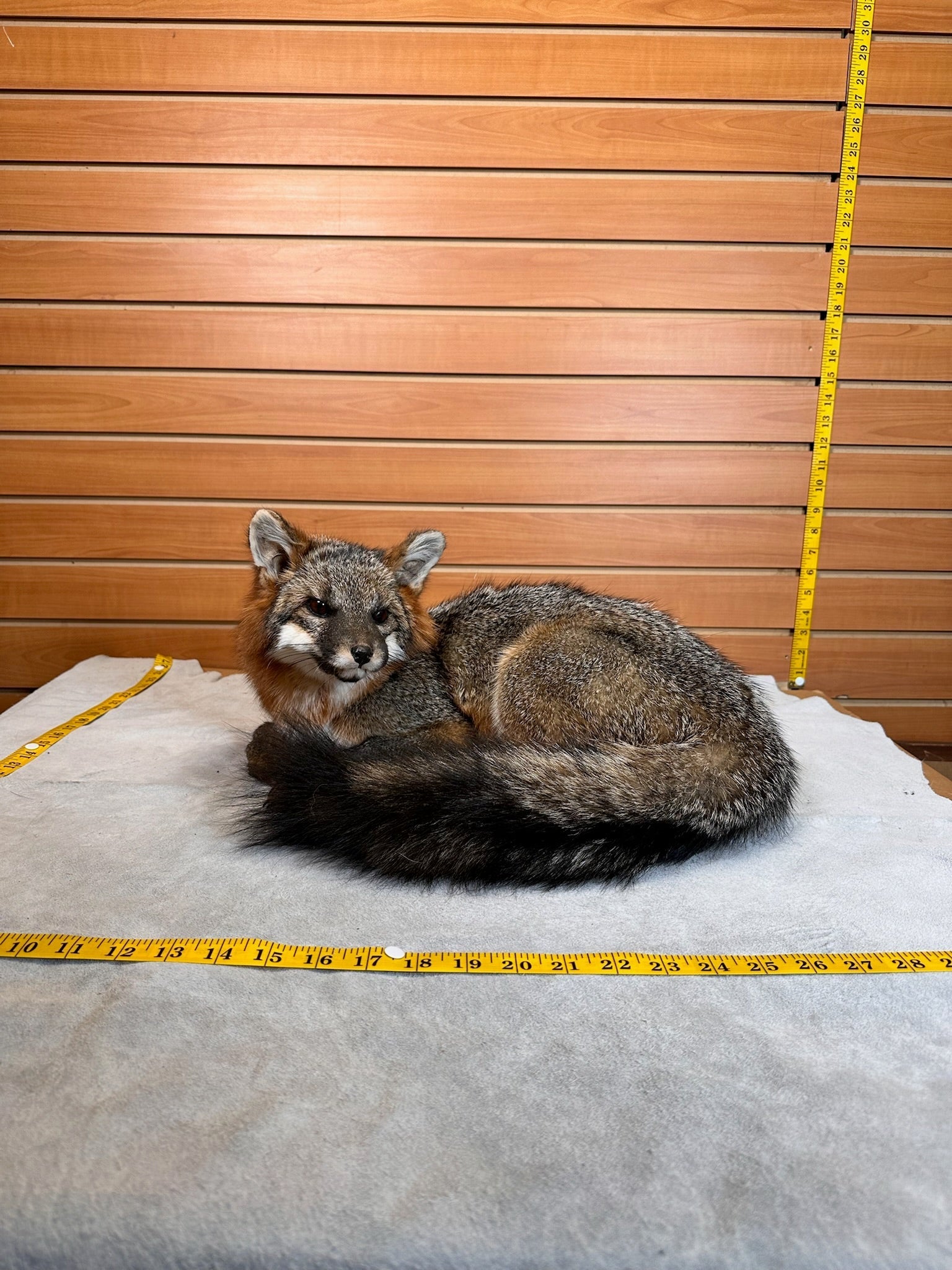 FH235-Grey Fox Taxidermy Full Body Mount Prime Fur