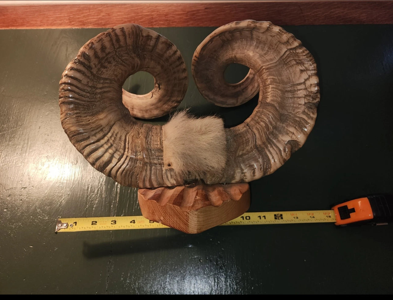 FH523 - Pair of authentic NATURAL RAMS HORNS MOUNTED.