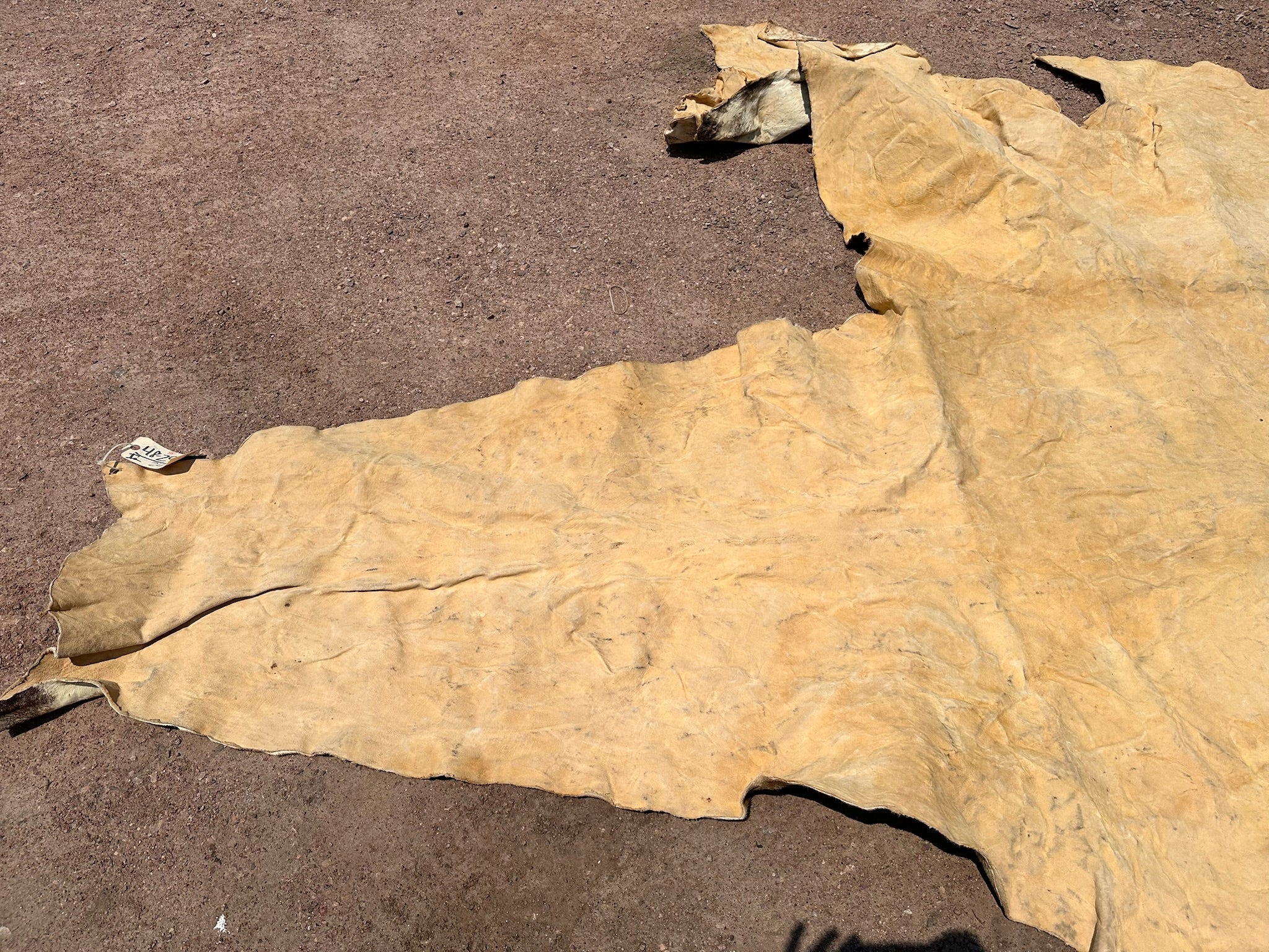 FHGIRAF1- Big Giraffe Tanned Skin Taxidermy