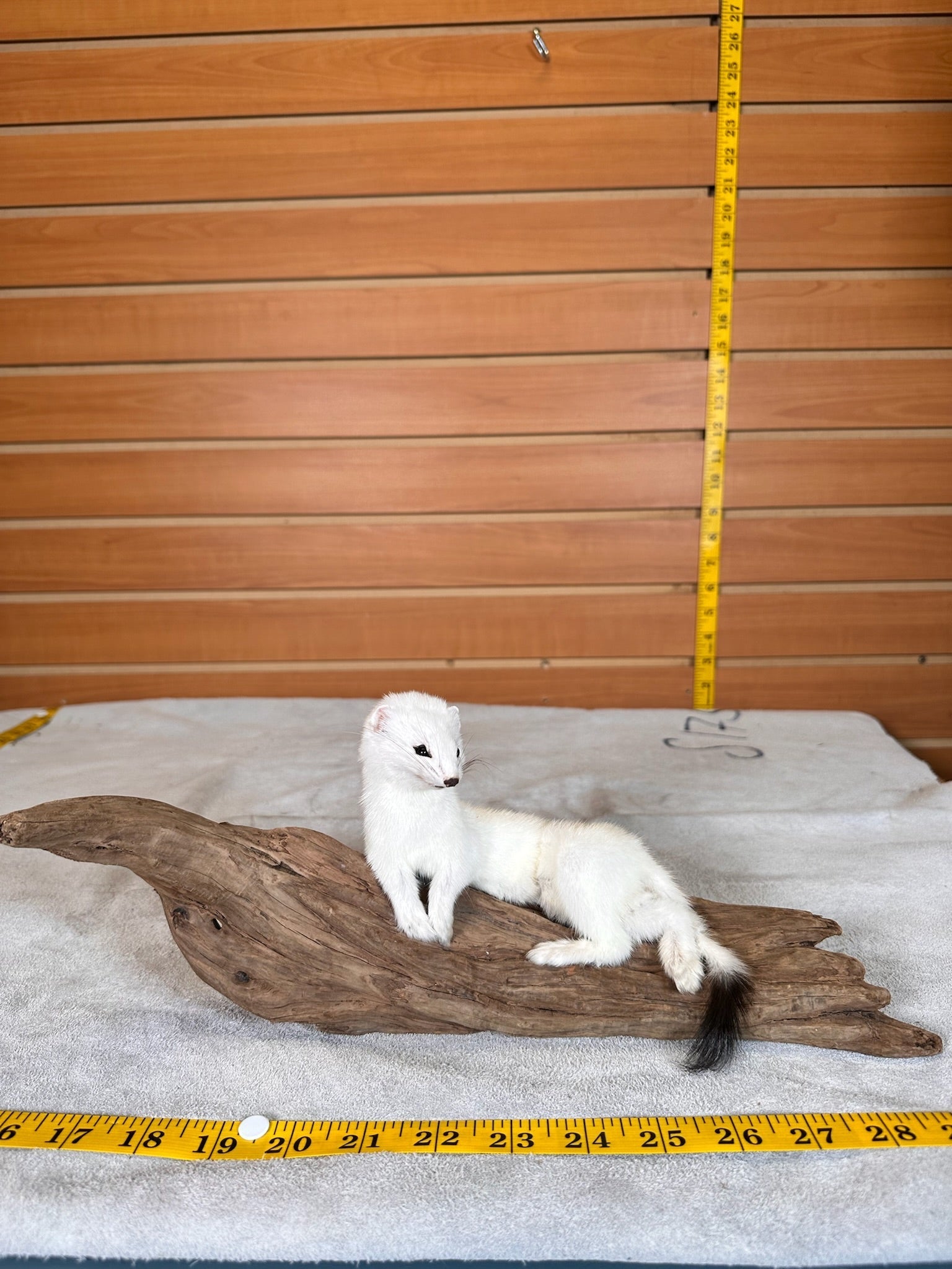 FHWEAS31 - Beautiful Adorable Weasel Ermine Small Animal Taxidermy