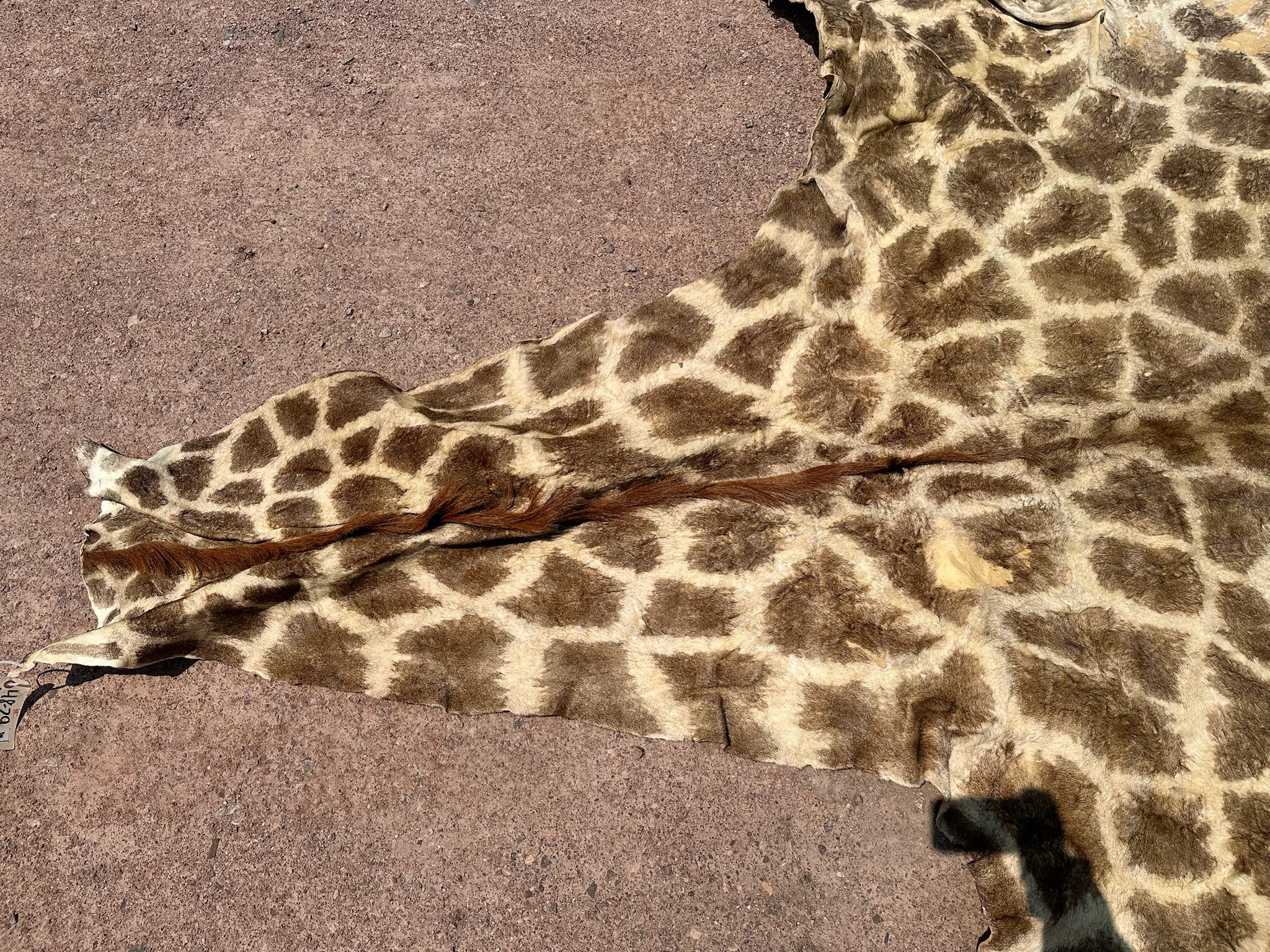FHGIRAF1- Big Giraffe Tanned Skin Taxidermy