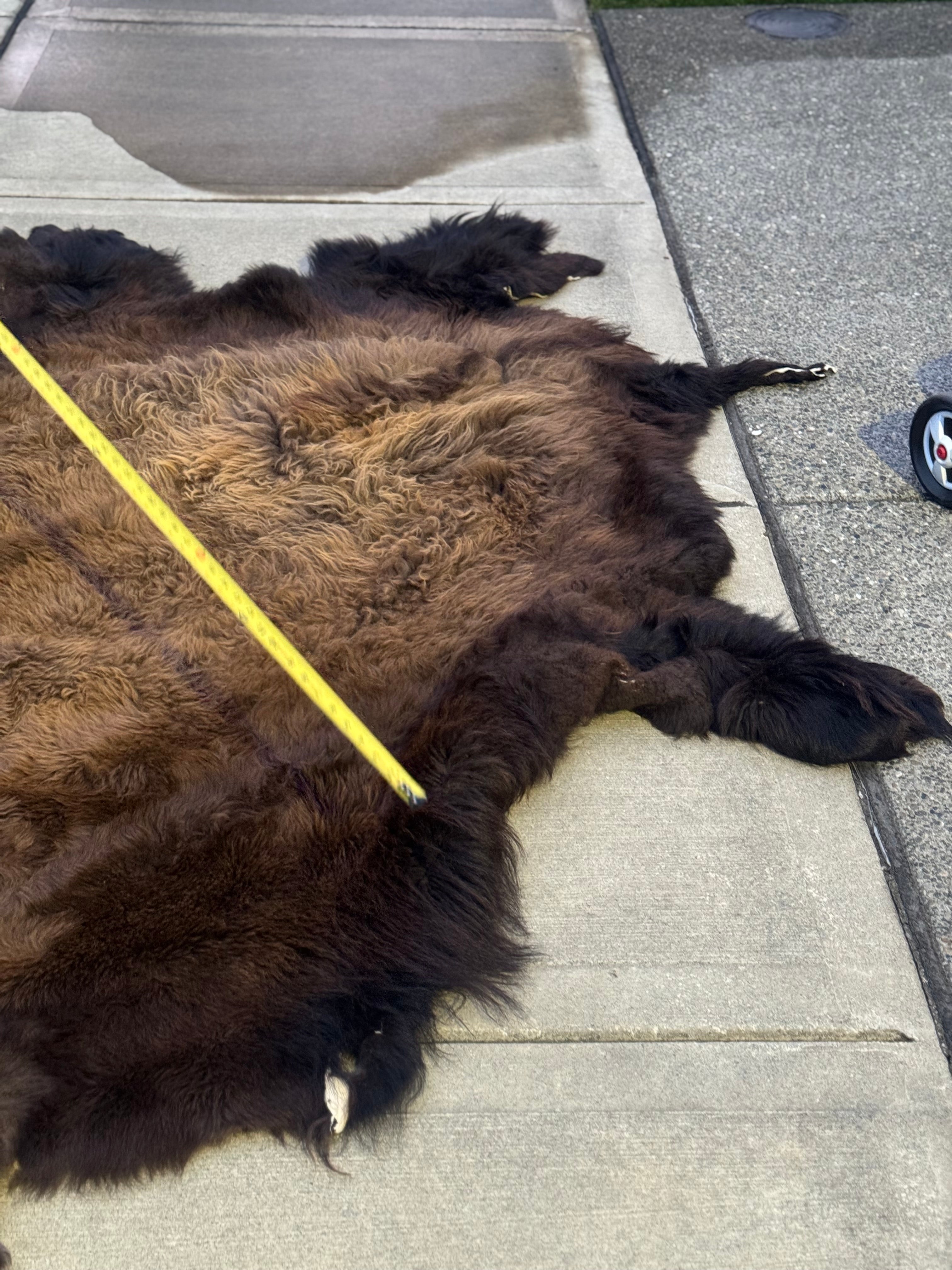 FHWA556 - XXL premium Prime Real Buffalo / Bison Fresh Taxidermy Rug Hide