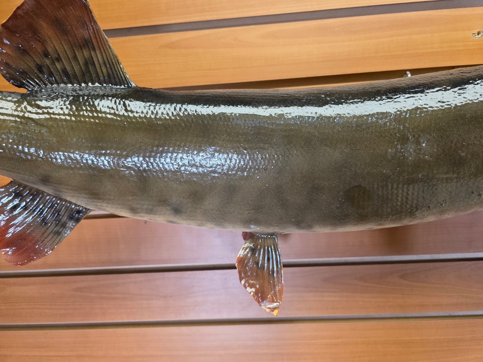 JF4 - 37" Northern real skin taxidermy fish