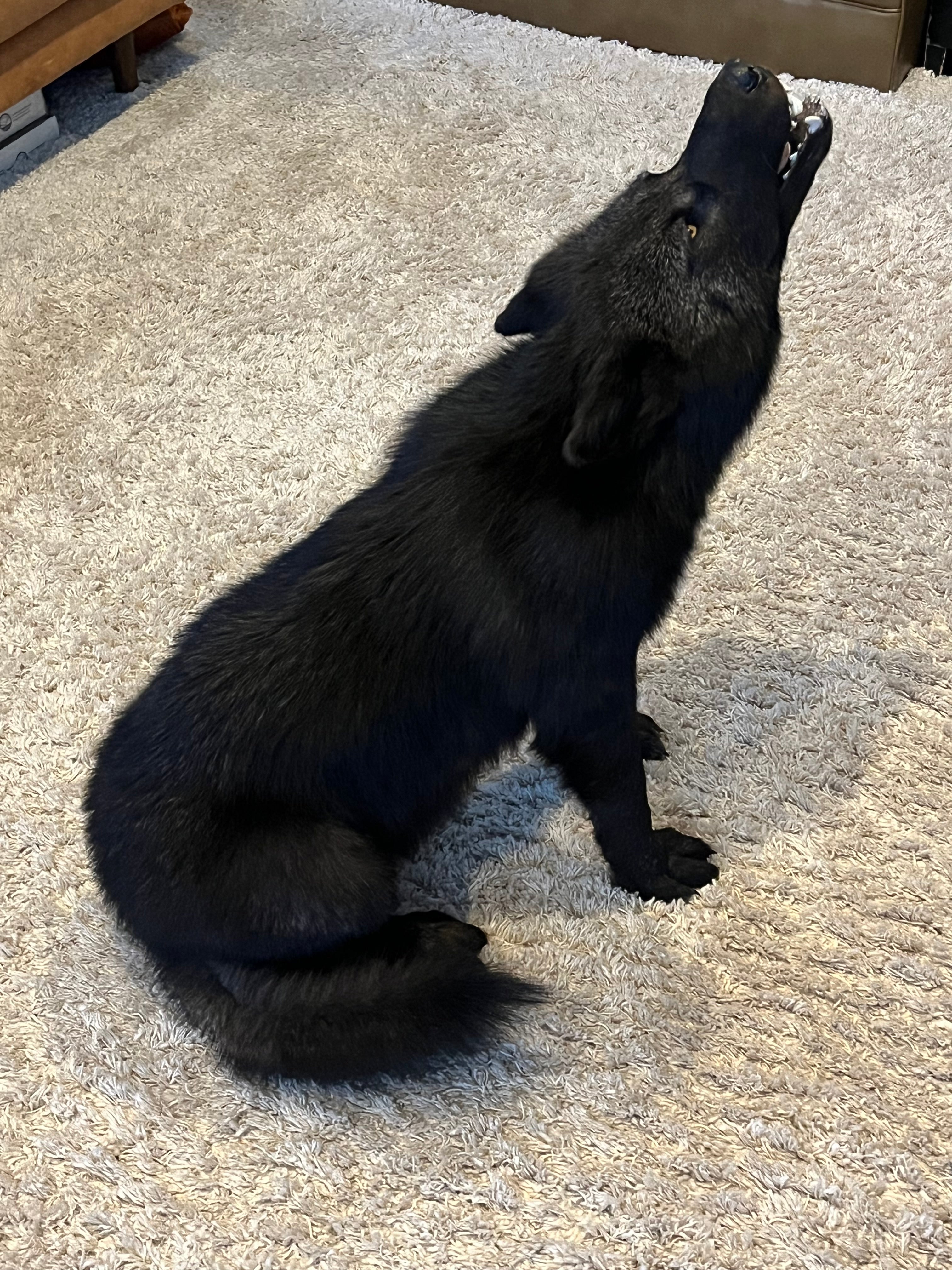 FHWL22- Rare Black Wolf Lifesize Taxidermy Mount