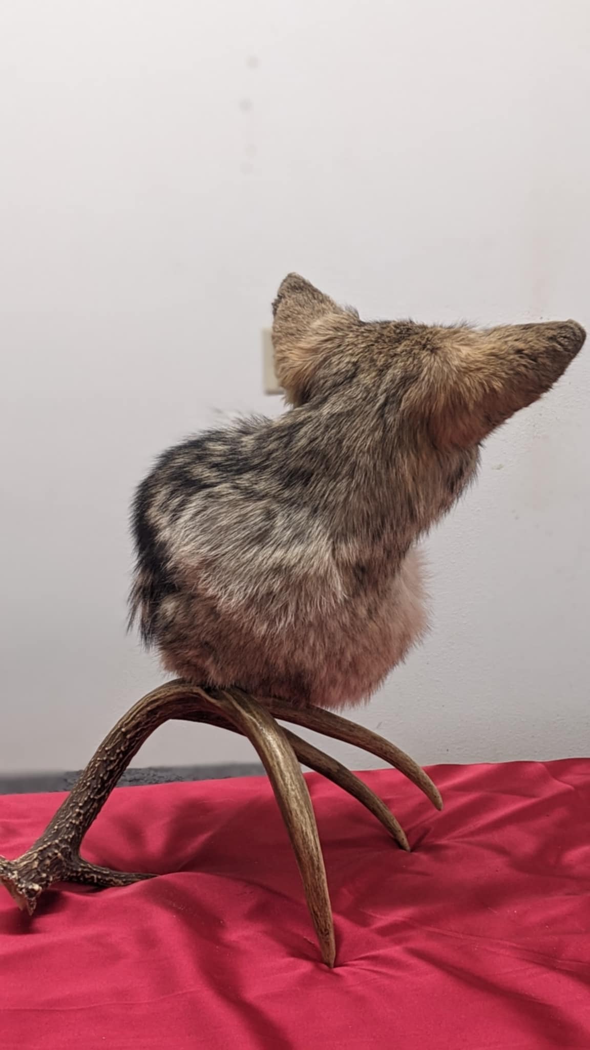 FHPAT8-Coyote pedestal head mount on real antler