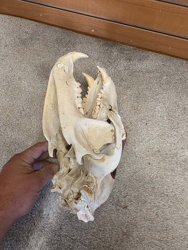 JTV261 - painted black bear skull