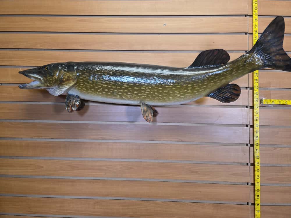 FHCM59 -38" Northern Pike Real Skin Fish Taxidermy